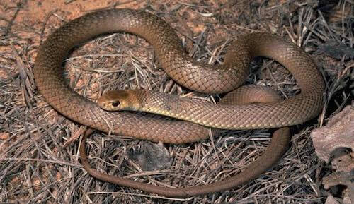 Eastern Brown - the second most venomous snake