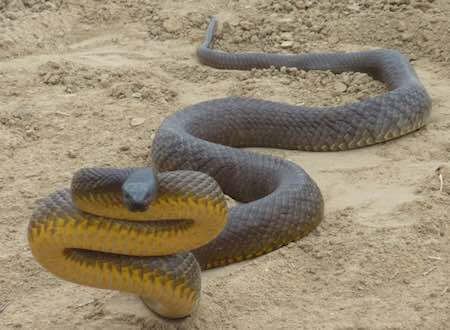 Inland Taipan the most venomous snake