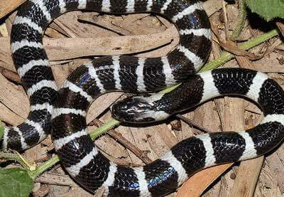 Many-Banded Krait - the forth most venomous snake