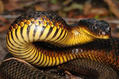 Tiger Snake - the fifth most venomous snake