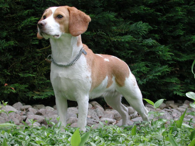 Beagle - Most Popular Dog Breeds