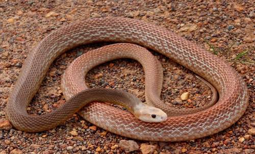Coastal Taipan - the third most venomous snake