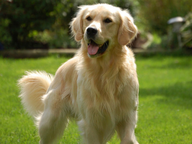 Golden Retriever - Most Popular Dog Breeds