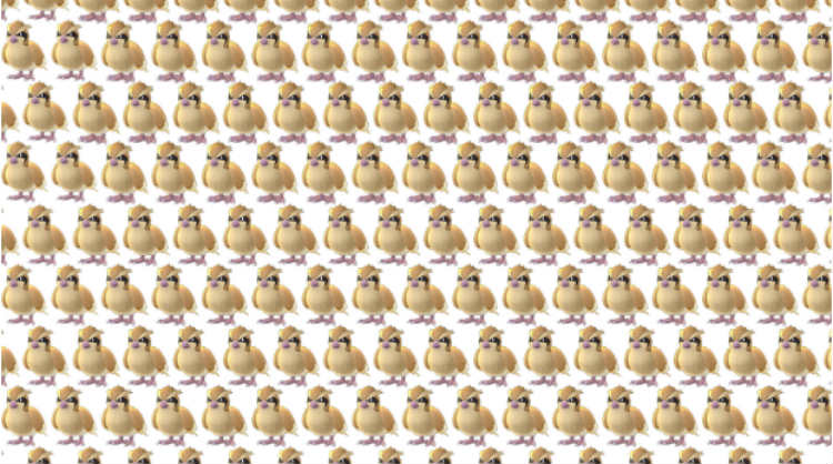 A large collection of Pidgeys