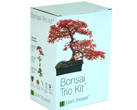 Bonsai Tree Trio Kit