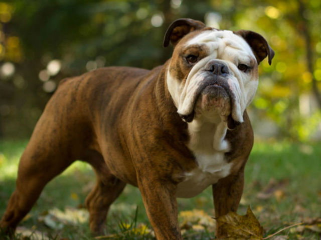 Bulldog - Most Popular Dog Breeds