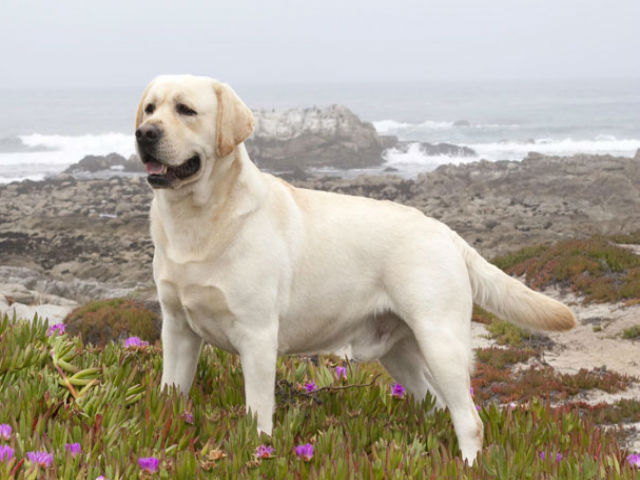 Labrador Retriever - Most Popular Dog Breeds