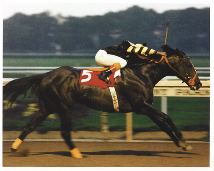 Seattle Slew racehorse