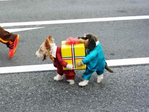 Cute Dog Costume
