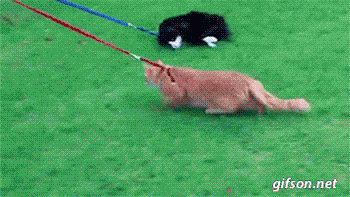 cat getting pulled on a leash