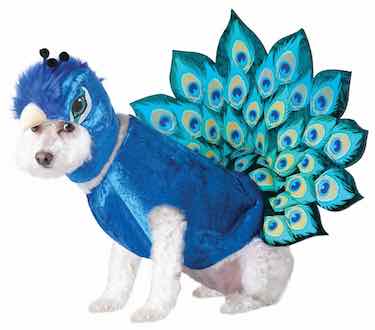 Peacock Dog Halloween Costume